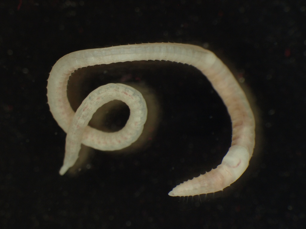 Tubificidae